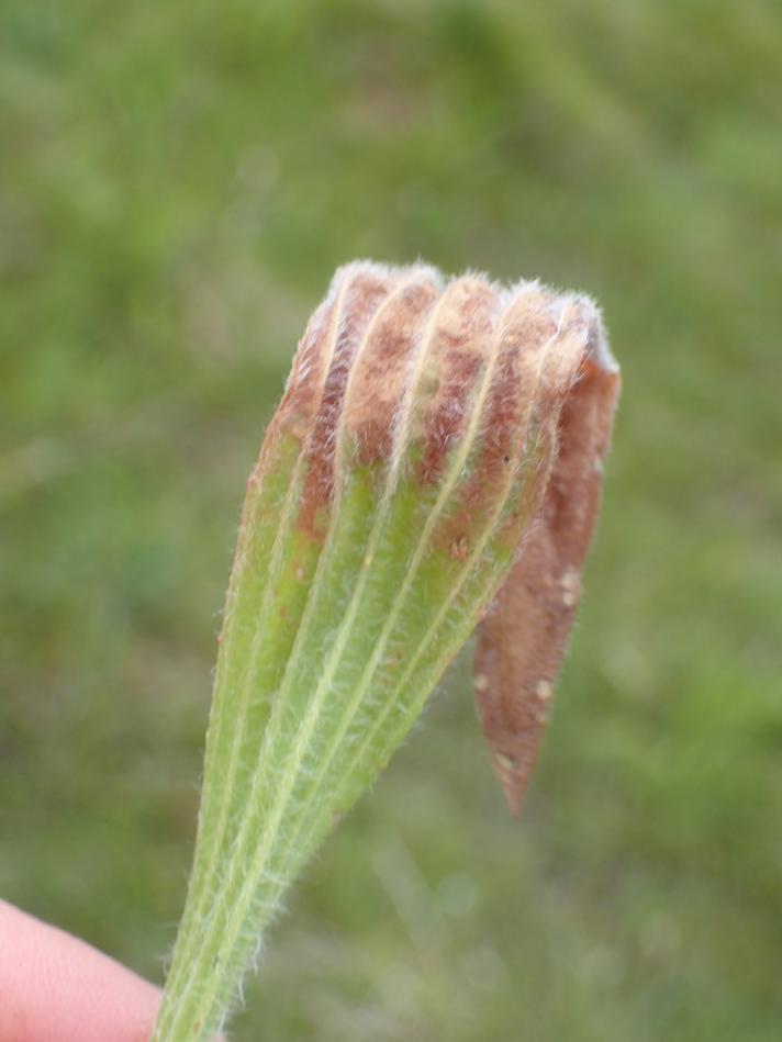 Peronospora alta