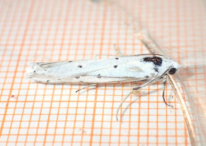 Æselfoderhalvmøl (Myelois circumvoluta)