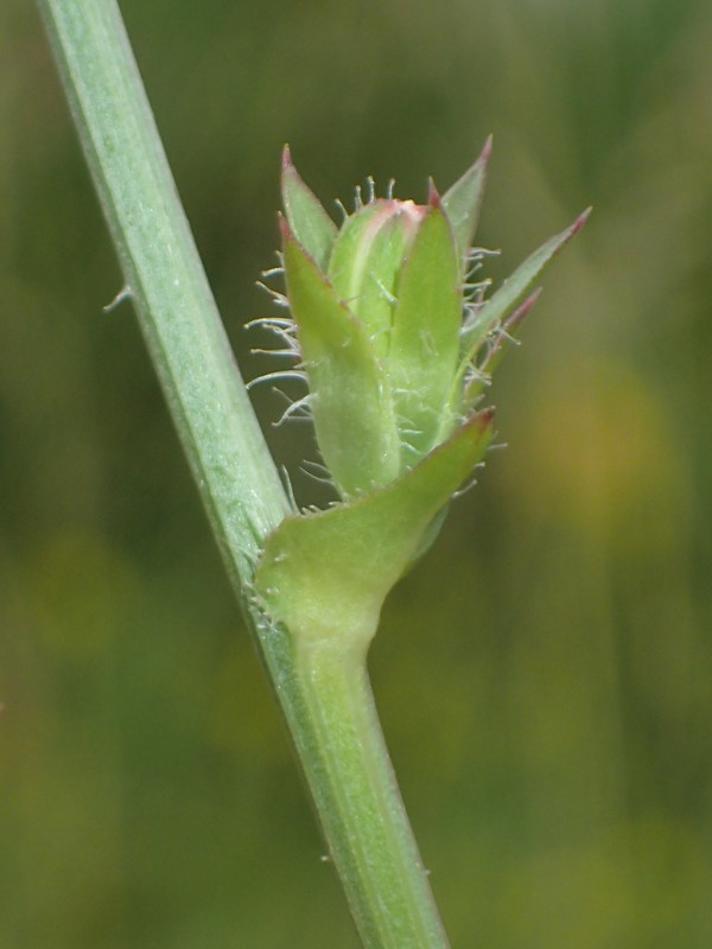 Cikorie (Cichorium intybus)