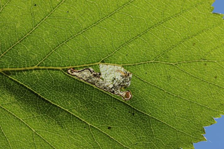 Eriocrania sparrmannella (Eriocrania sparrmannella)