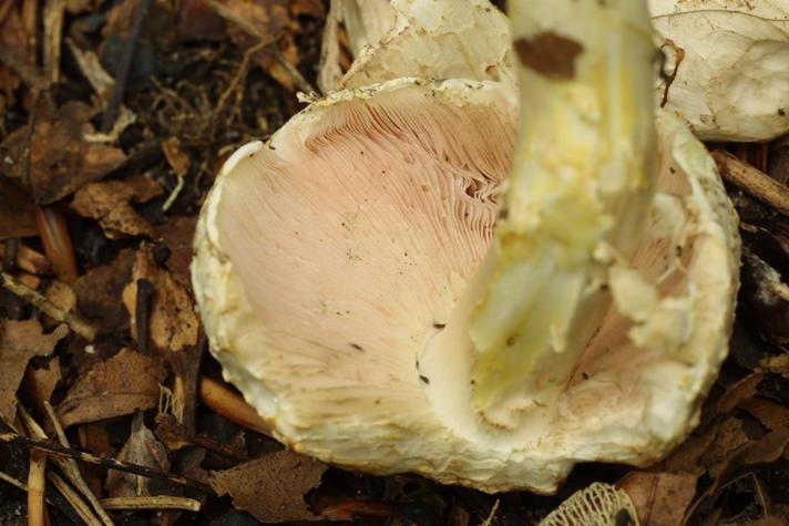 Perlehøne-Champignon (Agaricus moelleri)