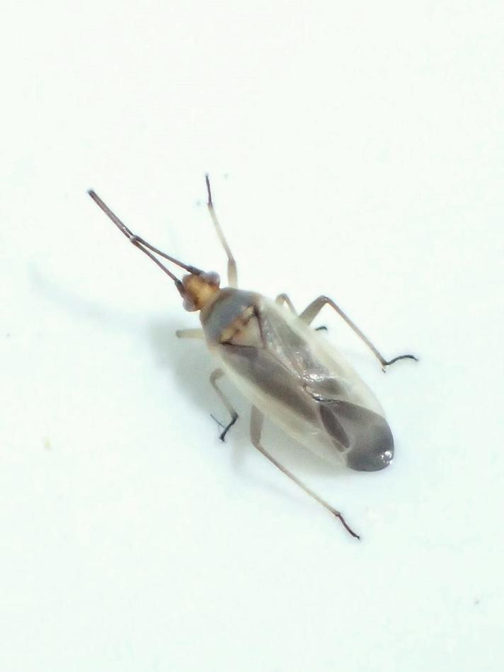 Gråbrun Blomstertæge (Lopus decolor)