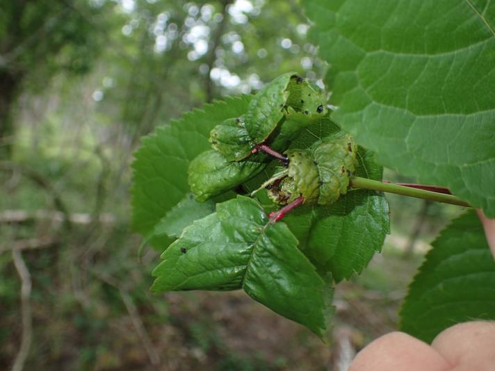 Kirsebærbladlus (Myzus cerasi)