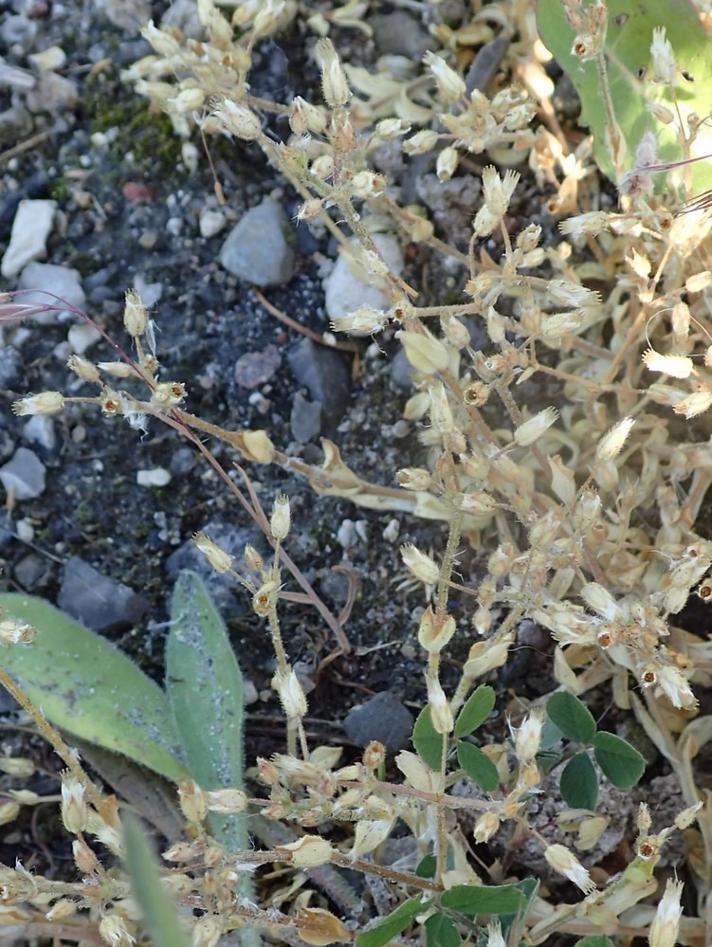 Femhannet Hønsetarm (Cerastium semidecandrum)