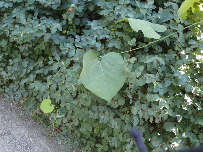 Tobakspibeplante (Aristolochia macrophylla)