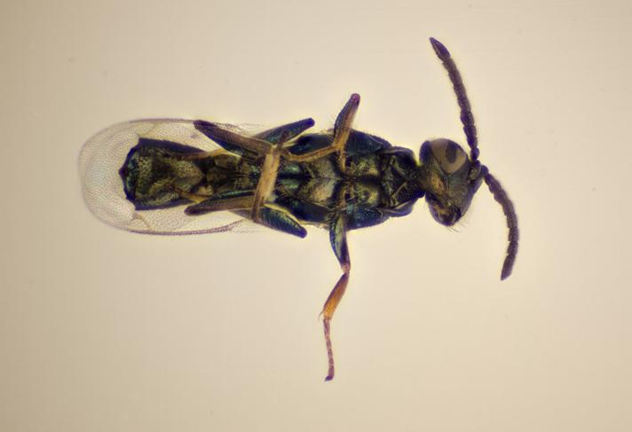 Pseudocatolaccus nitescens (Pseudocatolaccus nitescens)