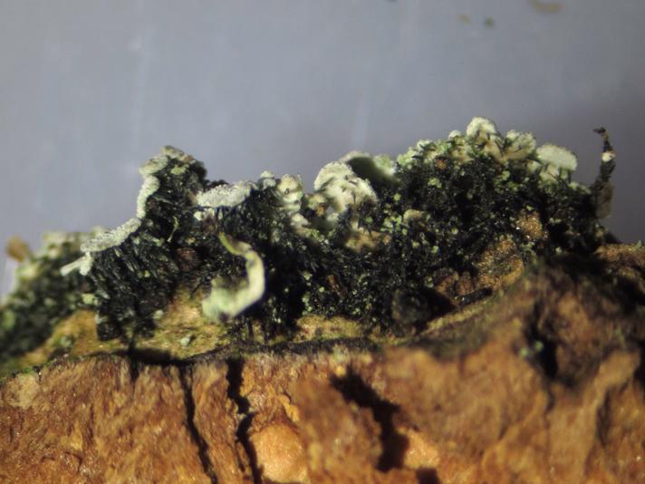 Grynet Dugrosetlav (Physconia enteroxantha)