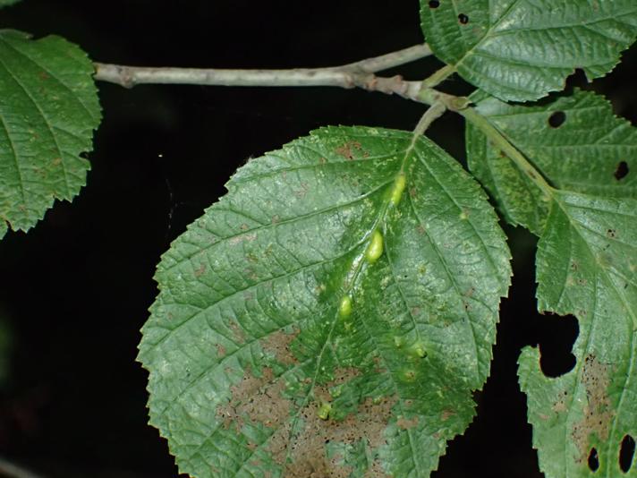 Eriophyes inangulis (Eriophyes inangulis)