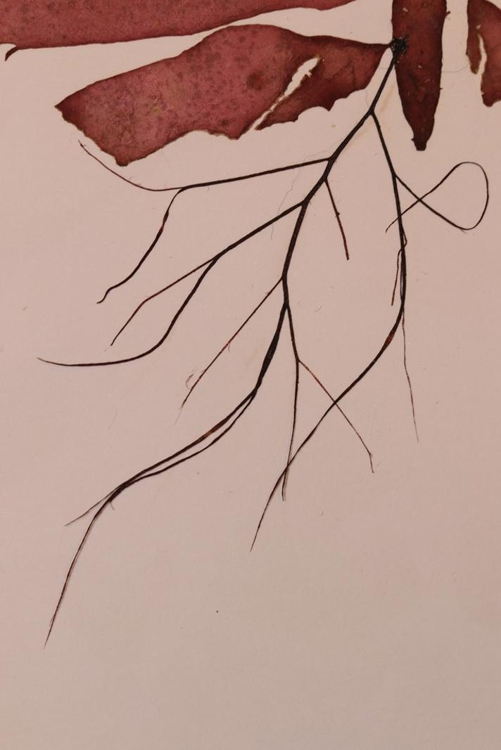 Grisehaletang (Cystoclonium purpureum)