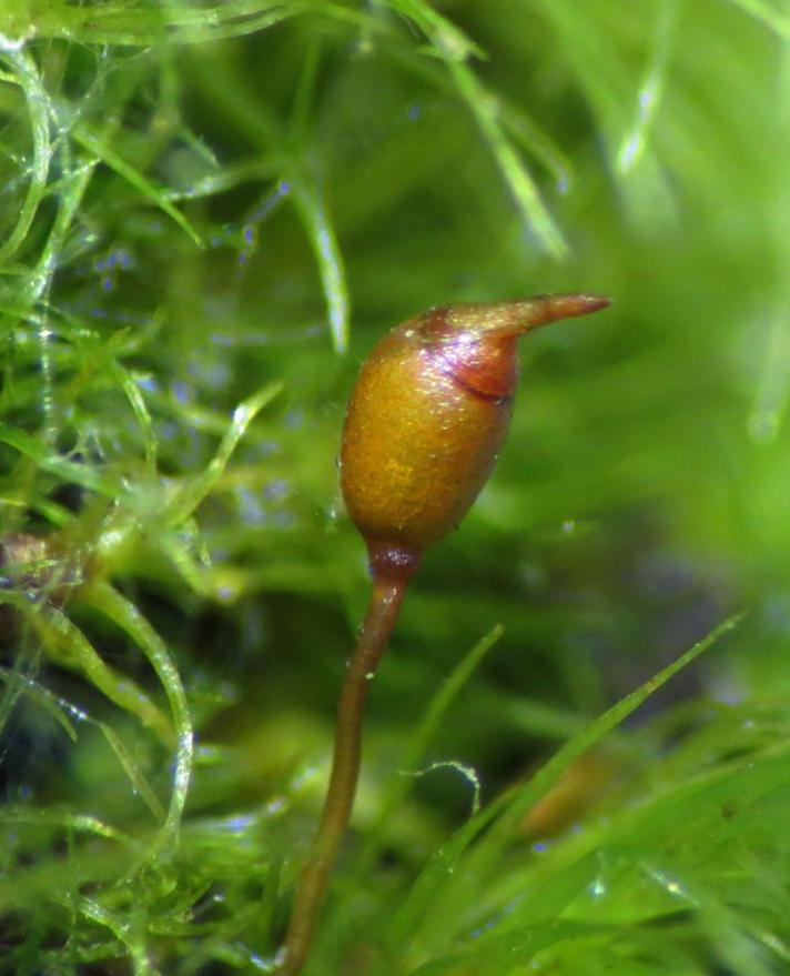 Mose-Fløjlsmos (Dicranella cerviculata)