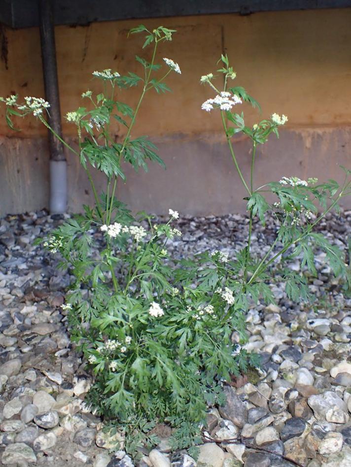 Liden Hundepersille (Aethusa cynapium var. agrestis)