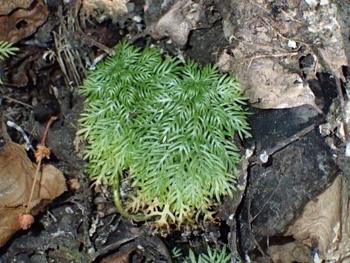 Vandrøllike (Hottonia palustris)