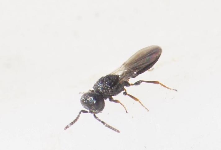 Platygastridae ubest. (Platygastridae indet.)