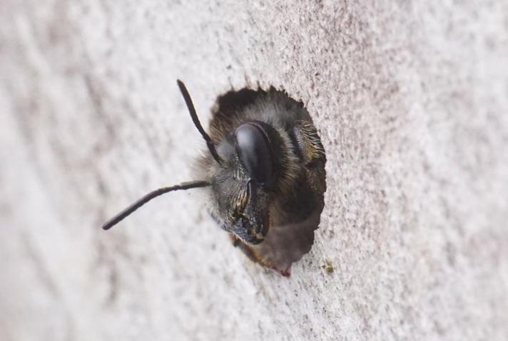 Gederamsbladskærerbi (Megachile lapponica)