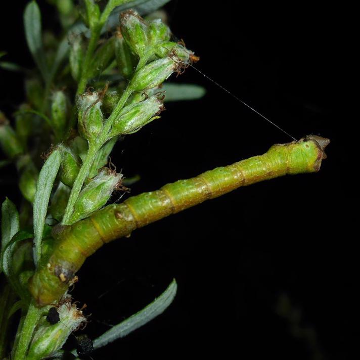 Birkemåler (Biston betularia)