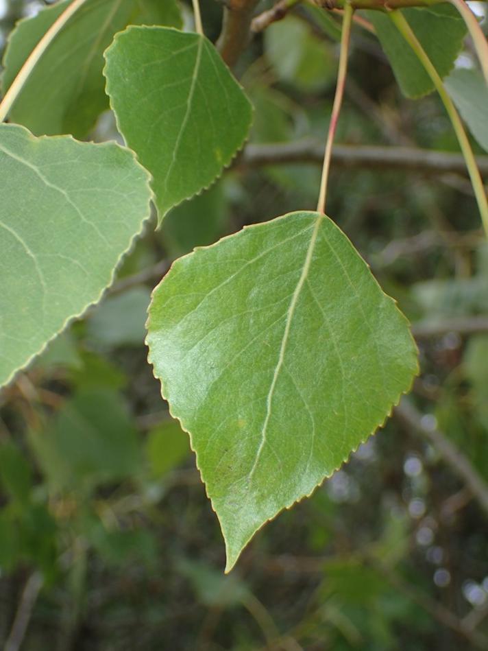 Pyramide-Poppel (Populus nigra ssp. nigra var. italica)
