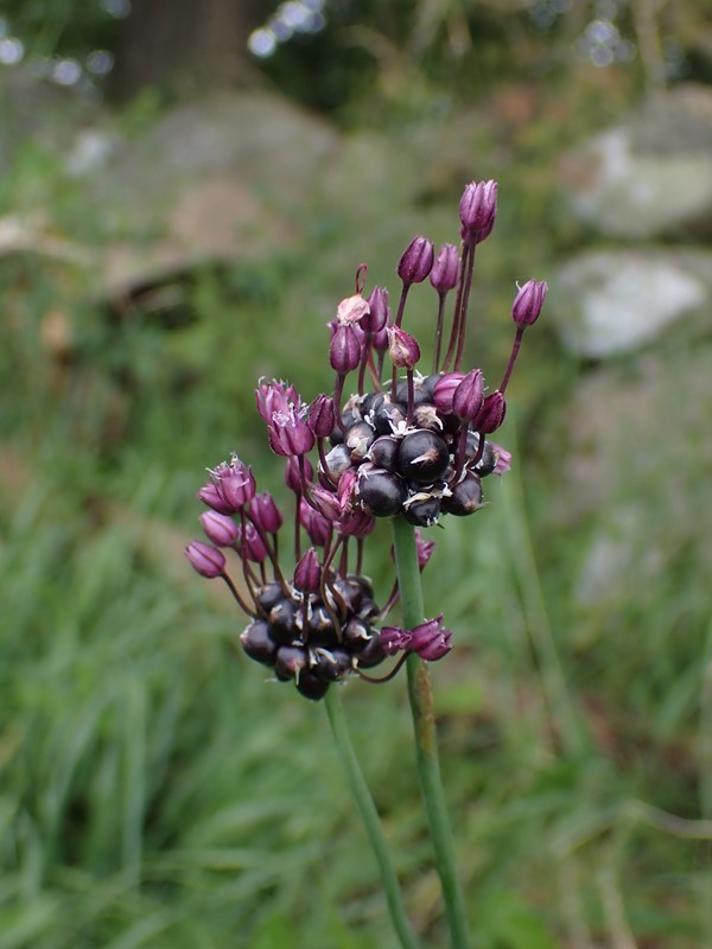 Skov-Løg (Allium scorodoprasum)
