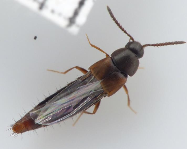 Nehemitropia lividipennis