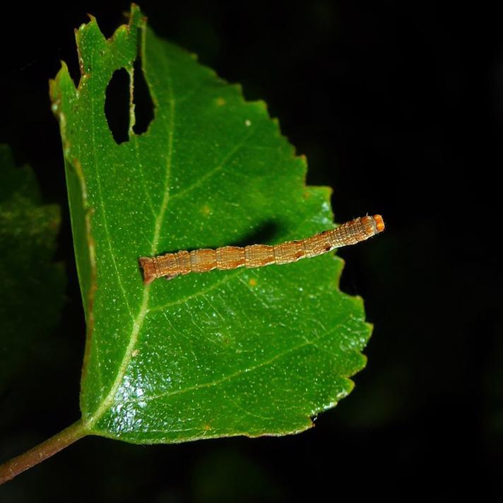 Birke-Bæltemåler (Cyclophora albipunctata)