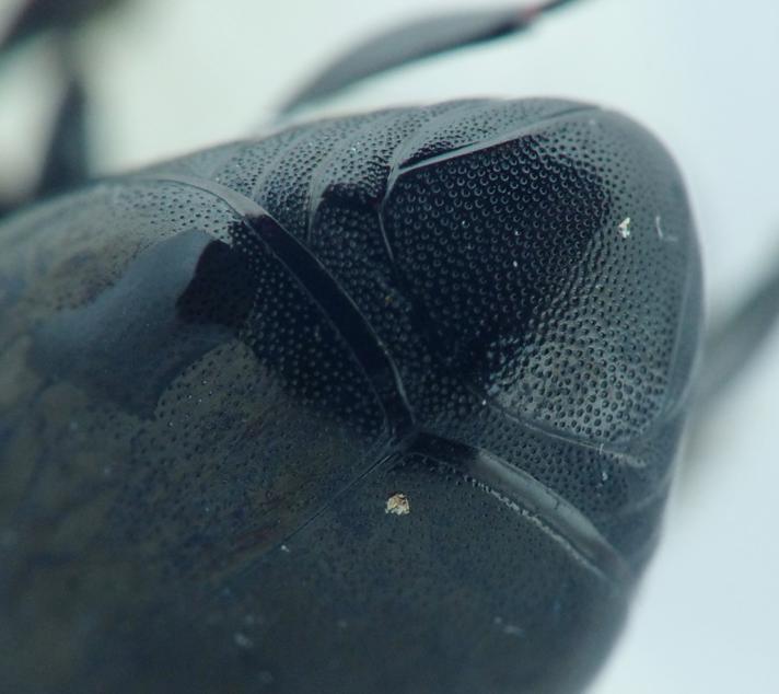 Glinsende Rådstumpbille (Saprinus semistriatus)