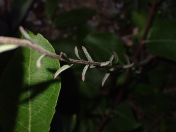 Hård Hjørneklap (Erysimum marschallianum)