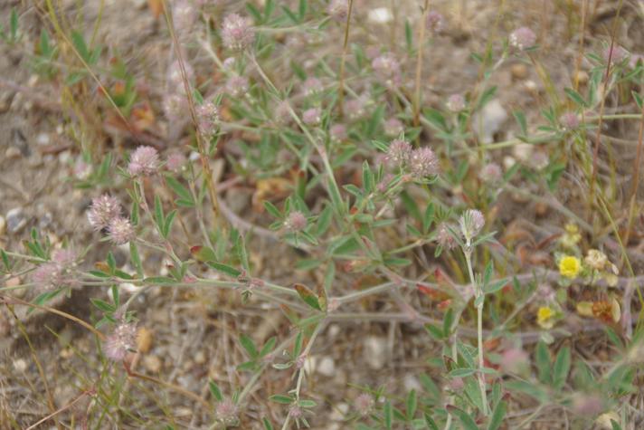 Hare-Kløver (Trifolium arvense)