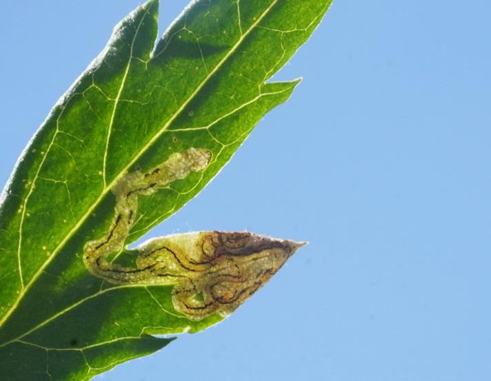 Liriomyza artemisicola (Liriomyza artemisicola)