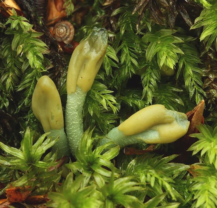 Grågrøn Farvetunge (Microglossum griseoviride)