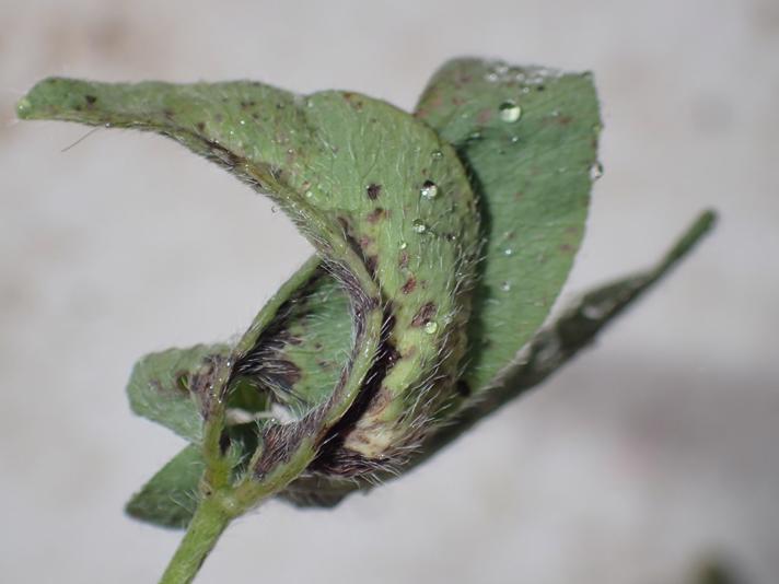 Kløverbladgalmyg (Dasineura trifolii)