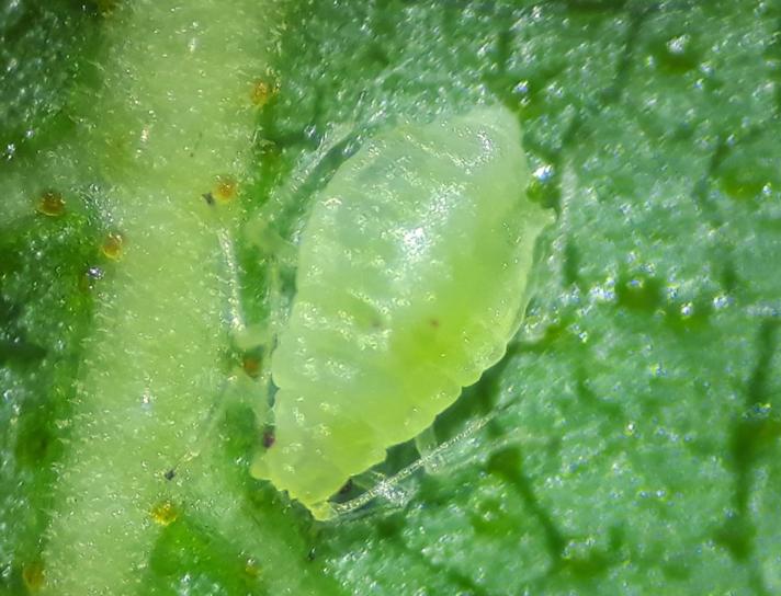 Grøn Birkebladlus (Betulaphis brevipilosa)