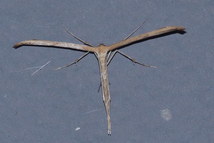 Snerlefjermøl (Emmelina monodactyla)