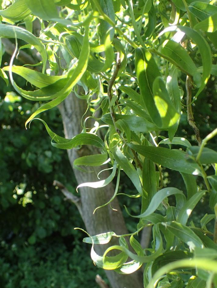 Proptrækker-Pil (Salix babylonica cv. tortuosa)