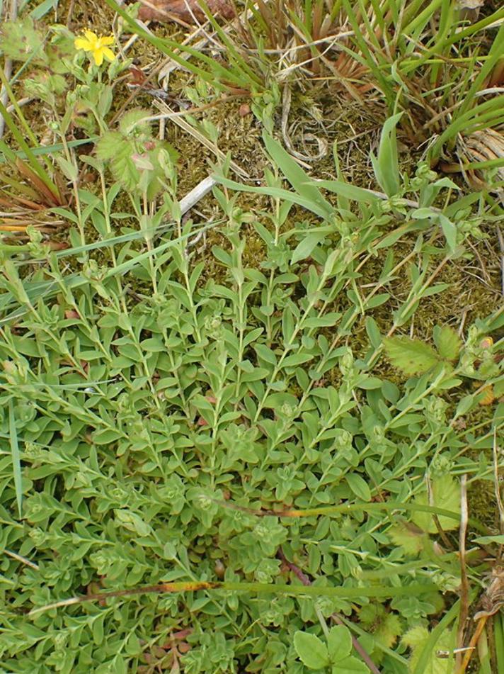 Dværg-Perikon (Hypericum humifusum)