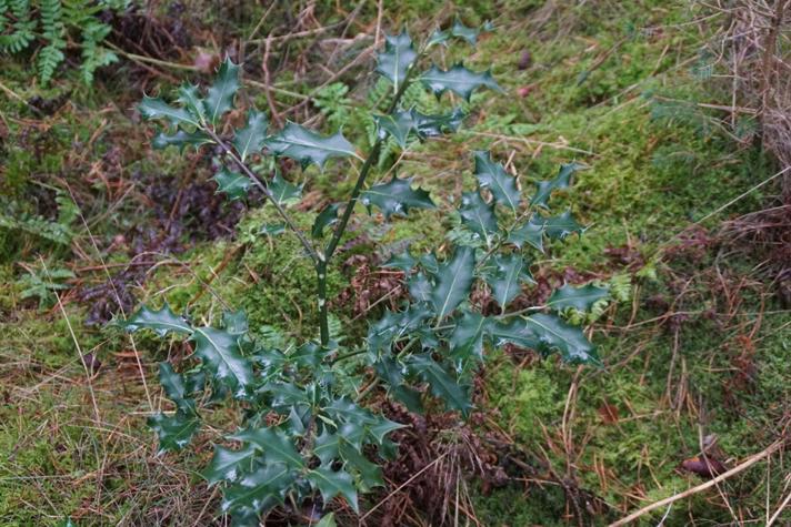 Kristtorn (Ilex aquifolium)