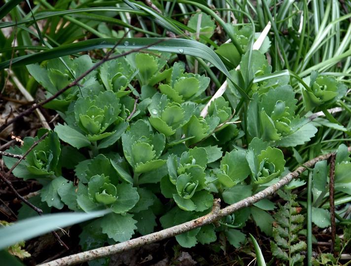 Almindelig Sankthansurt (Hylotelephium telephium ssp. maximum)