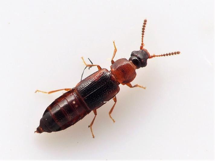 Phyllodrepa ioptera