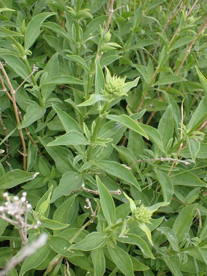 Sæbeurt (Saponaria officinalis)