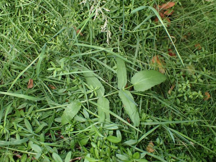 Bredbladet Mærke (Sium latifolium)