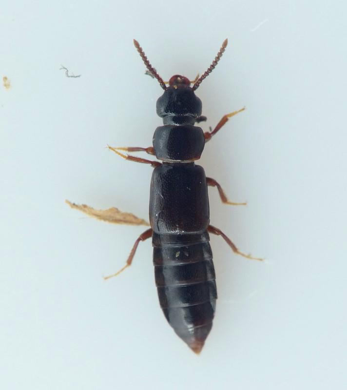 Xylodromus affinis (Xylodromus affinis)