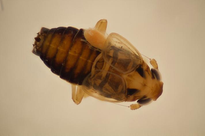 Charletonia cardinalis