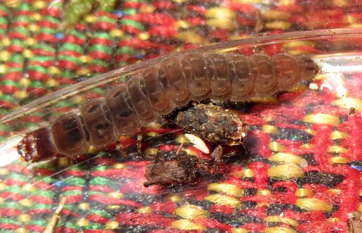 Sneorm (Cantharis sp. (larvae))