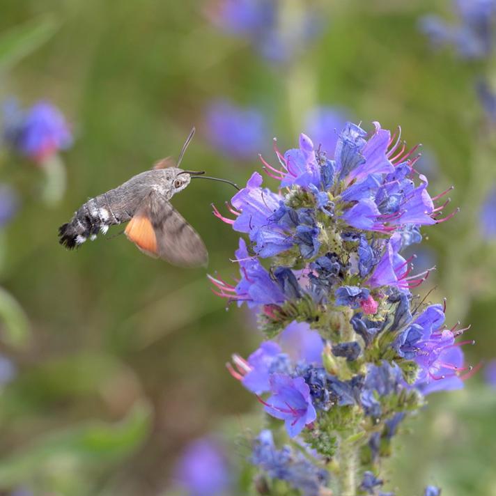 Fotograf: Tonny Papillon