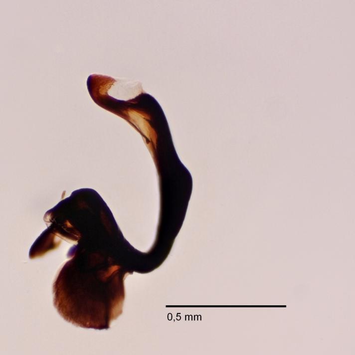 Rhamphomyia sulcata (Rhamphomyia sulcata)
