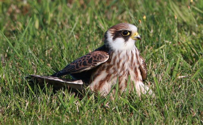 Aftenfalk (Falco vespertinus)