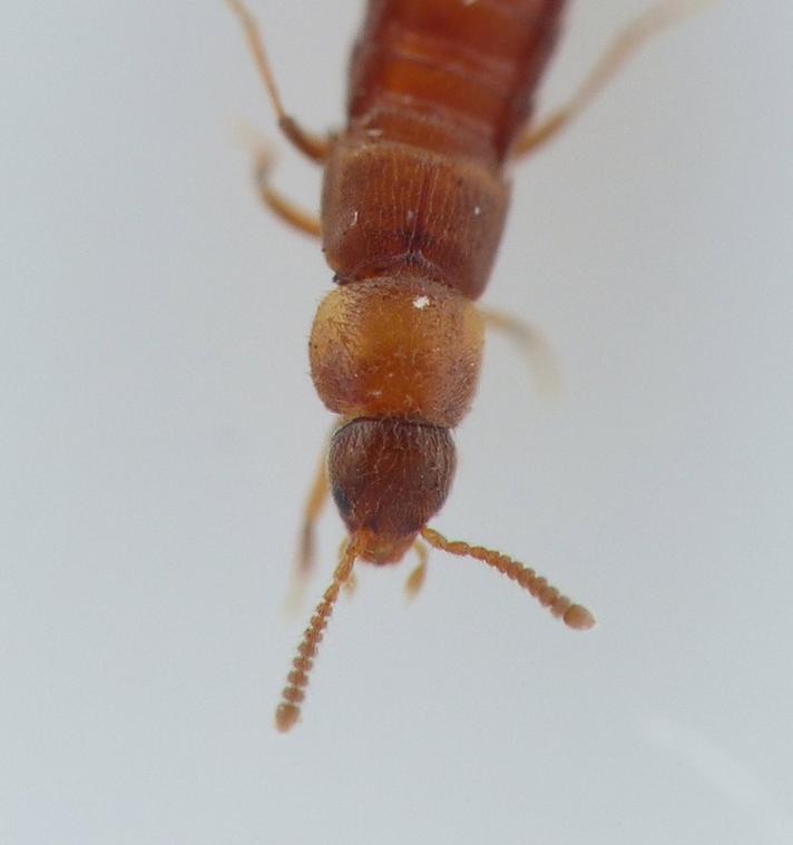 Oxypoda annularis
