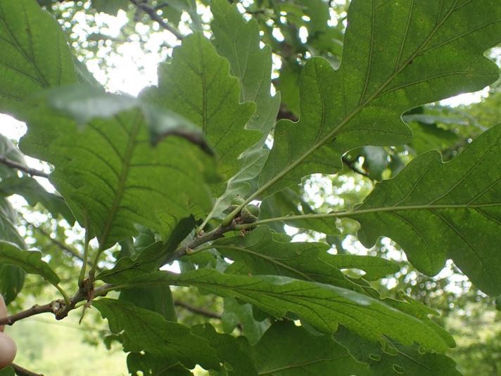 Vinter-Eg (Quercus petraea)