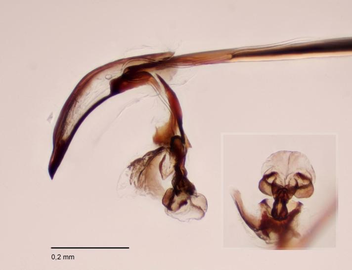Phytobia cambii