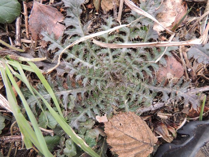 Kær-Tidsel (Cirsium palustre)