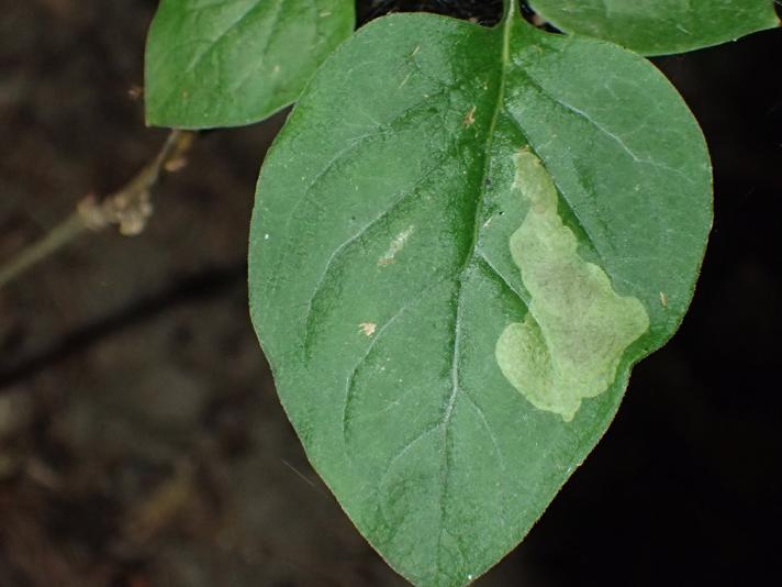 Syrenmøl (Gracillaria syringella)