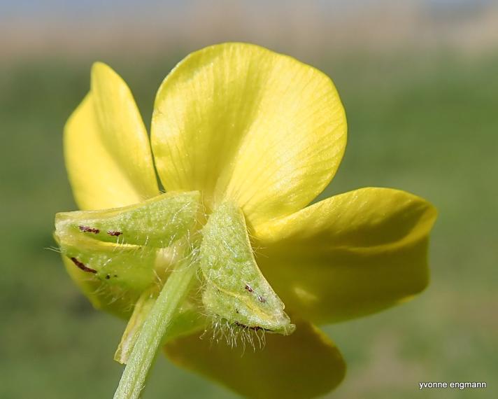 Stivhåret Ranunkel (Ranunculus sardous)